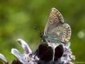 Polyommatus eumedon (Çokgözlü Geraniummavisi)